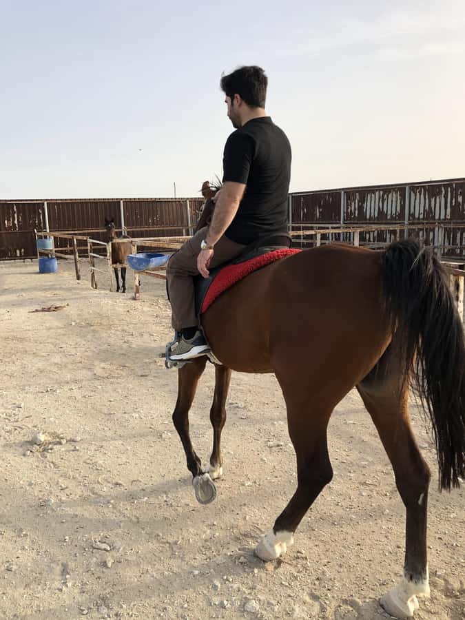 Doha: Arabian Horse Riding Experience –Sea or Desert Options - What the $123 price really buys you
