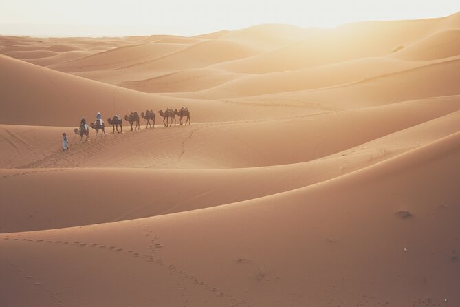 Doha Desert Adventure, Sandboarding, Dune Bashing,Inland Sea Tour - Camel and falcon encounters add local character