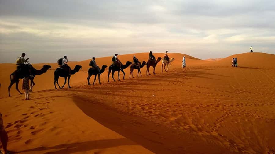 Doha: Dune Bashing Safari, Falcon, Camel, ATV, Sandboarding - The guide can shape the whole outing