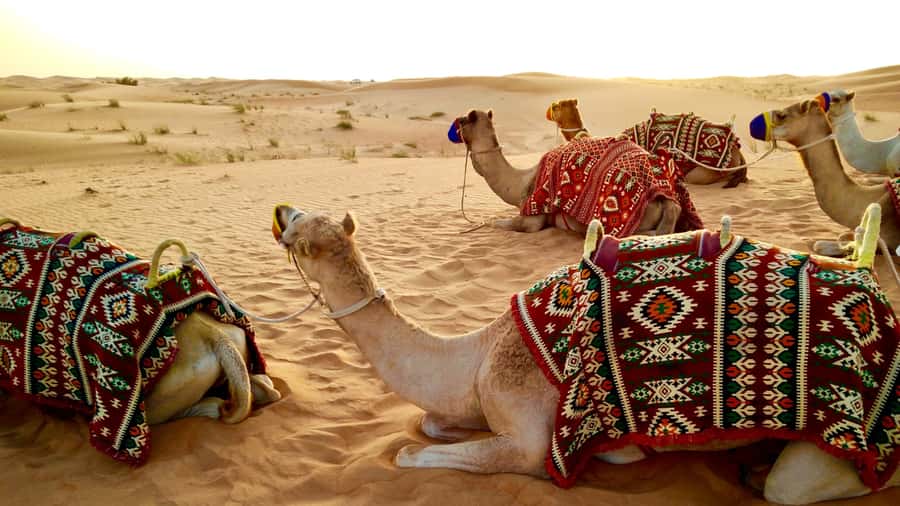 Doha: Dune Bashing Safari, Falcon, Camel, ATV, Sandboarding - Weather, comfort, and safety
