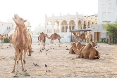Doha layover, Stopover,Transit (4 Hours Private guided city tour)