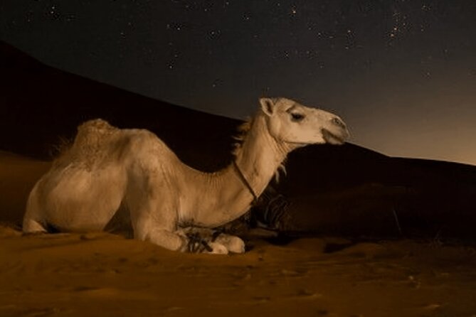 Doha Night Desert Safari Camel Ride Dune Bashing with Transfer - Khor Al Udaid and the Inland Sea