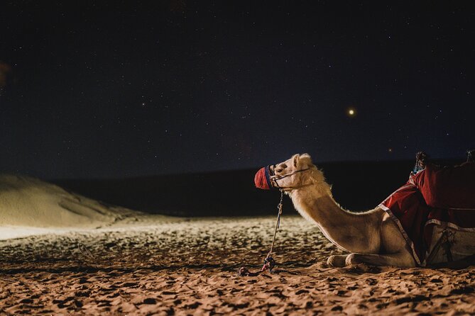 Doha : Night Desert Safari | Transit Safari | Camel ride | Dune Bashing - Sealine Beach and the Tire-Pressure Stop