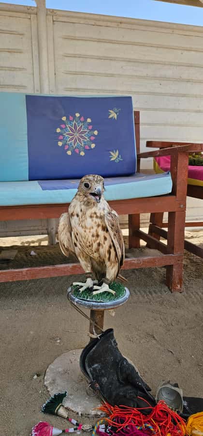 Doha:Private Desert Safari, Falcon, Sandboarding,inland sea - Sandboarding: fun, but clarify what equipment means
