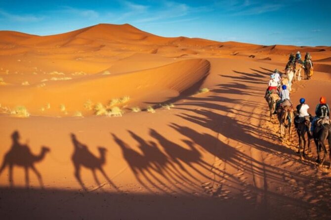 Doha Quad Bike, Dune Bashing, Camel Ride and Island Sea Tour - Who will enjoy this desert safari most?