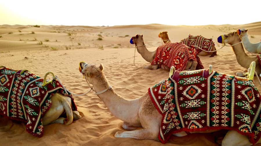 Doha:Safari Tour with Lunch/Dinner in Desert by the Sea Side - The Inland Sea is the day’s defining view