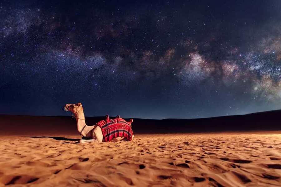 Doha: Sunset Desert Safari, ATV, Camel Ride and Sandboarding - Camel Photos Before the Fast Part