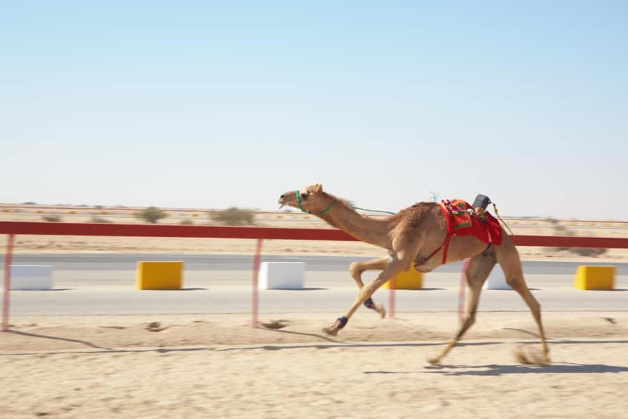 Doha : West Of Qatar Tour With Pickup & Drop-Off - Camel racing, training, and a schedule worth checking