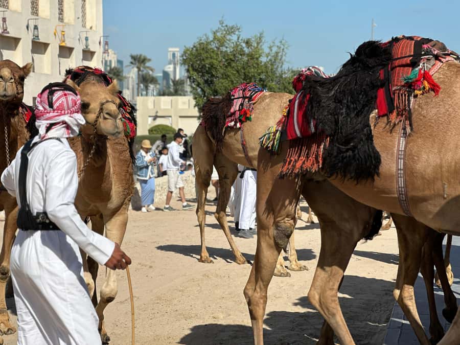 Doha: West Qatar Guided Journey With Pickup & Drop-Off - Is $48 good value for four hours?