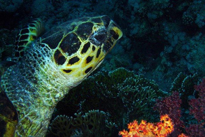DSD "Discover Scuba Diving" (Min Age 10 Years) - What happens during the 1.5-hour training