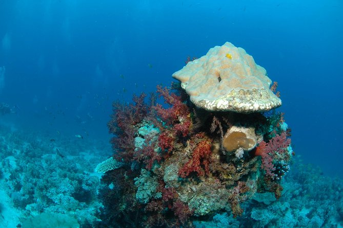 DSD "Discover Scuba Diving" (Min Age 10 Years) - Practical planning for your Aqaba day