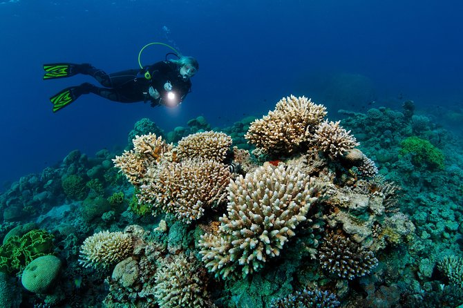 DSD "Discover Scuba Diving" (Min Age 10 Years) - From shallow water to the guided sea session