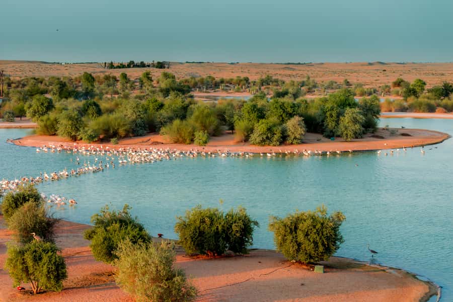 Dubai: Al Marmoom and Al Qudra Lakes Guided Tour with Dinner - Key points to know before booking