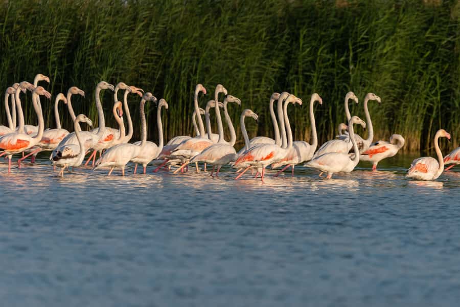 Dubai: Al Marmoom and Al Qudra Lakes Guided Tour with Dinner - Is the $190 price good value?