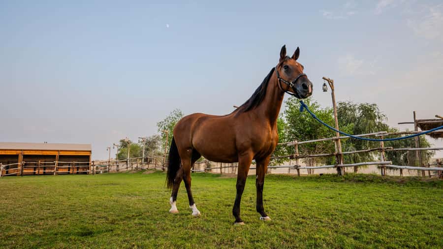 Dubai: Al Marmoom Oasis Horse Riding Experience with Snack - The 30-minute ride through the oasis