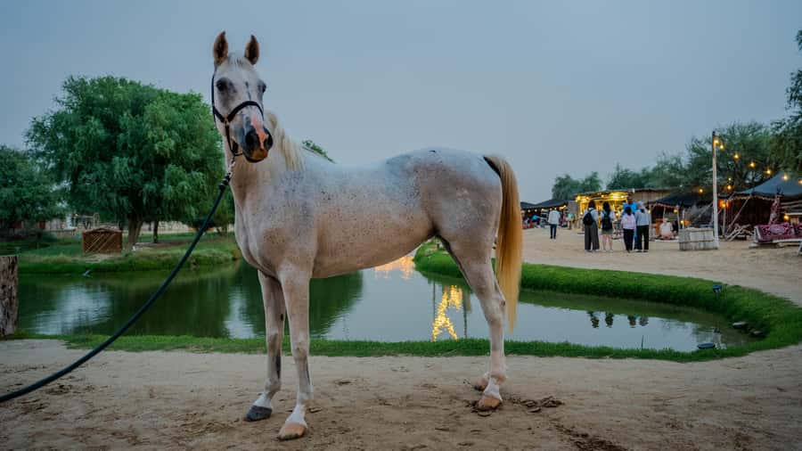 Dubai: Al Marmoom Oasis Horse Riding Experience with Snack - Choosing the 45-minute option