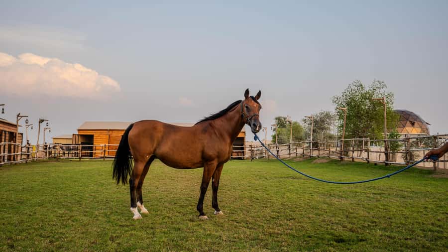 Dubai: Al Marmoom Oasis Horse Riding Experience with Snack - Cost, transfers, and what is really included