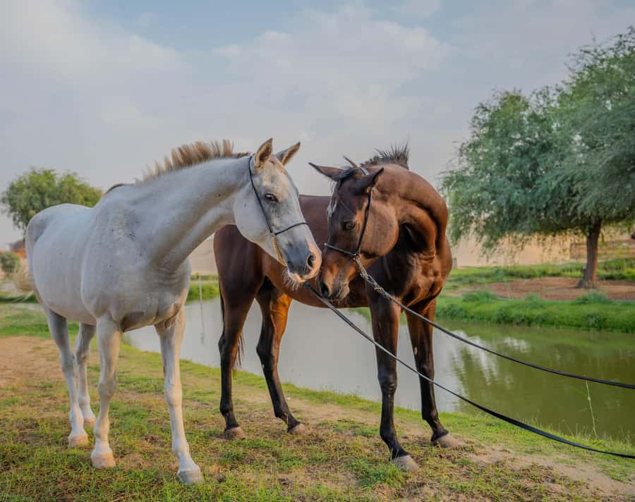 Dubai: Al Marmoom Oasis Horse Riding Experience with Snack - Clothing, age limits, and comfort
