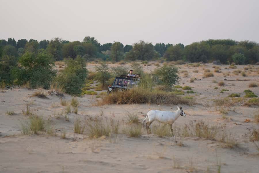 Dubai: Al Marmoom Oasis Safari, Animal Spotting & Breakfast - Should you book it?