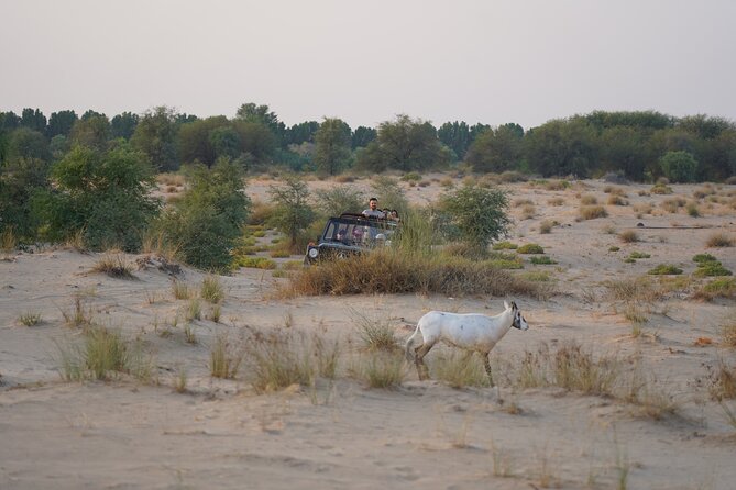 Dubai: Al Marmoom Oasis Vintage Safari: Camels, Stargazing & Meal - Is $189 a fair price?