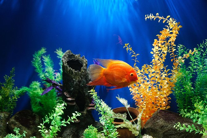 Dubai Aquarium and Underwater Zoo Admission Ticket with Options - Getting there and handling the ticket