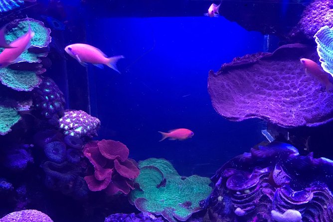 Dubai Aquarium and Underwater Zoo Admission Ticket with Options - Who will enjoy this most?