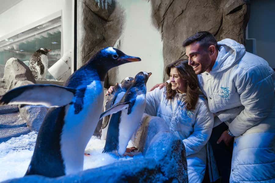 Dubai: Aquarium and Underwater Zoo Experience - Choosing between the four ticket options