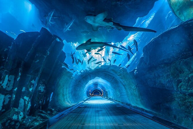 Dubai Aquarium and Underwater Zoo with Penguin Cove Tickets. - What the $45 ticket is worth