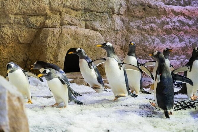 Dubai Aquarium and Underwater Zoo with Penguin Cove Tickets. - Who will enjoy this most