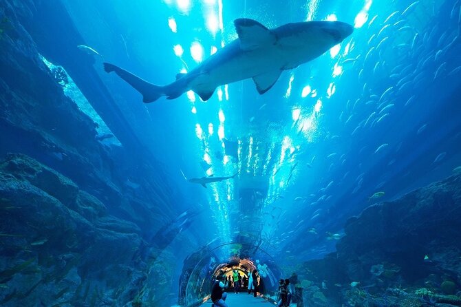 Dubai Aquarium & Underwater Zoo with Penguin Cove - A giant aquarium in the middle of Dubai Mall