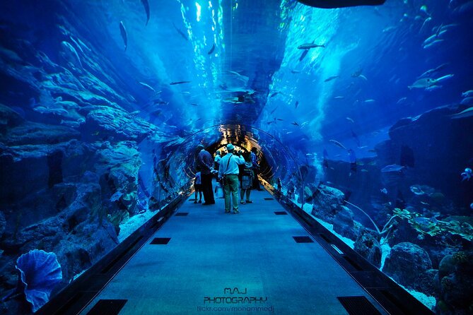 Dubai Aquarium & Underwater Zoo with Penguin Cove - Crowds, comfort, and making the visit easier
