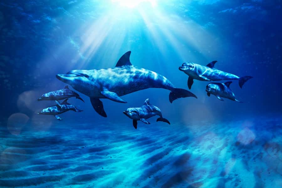 Dubai: Atlantis Dolphin Kayak Trip & Aquaventure Waterpark - What happens on the dolphin kayak trip