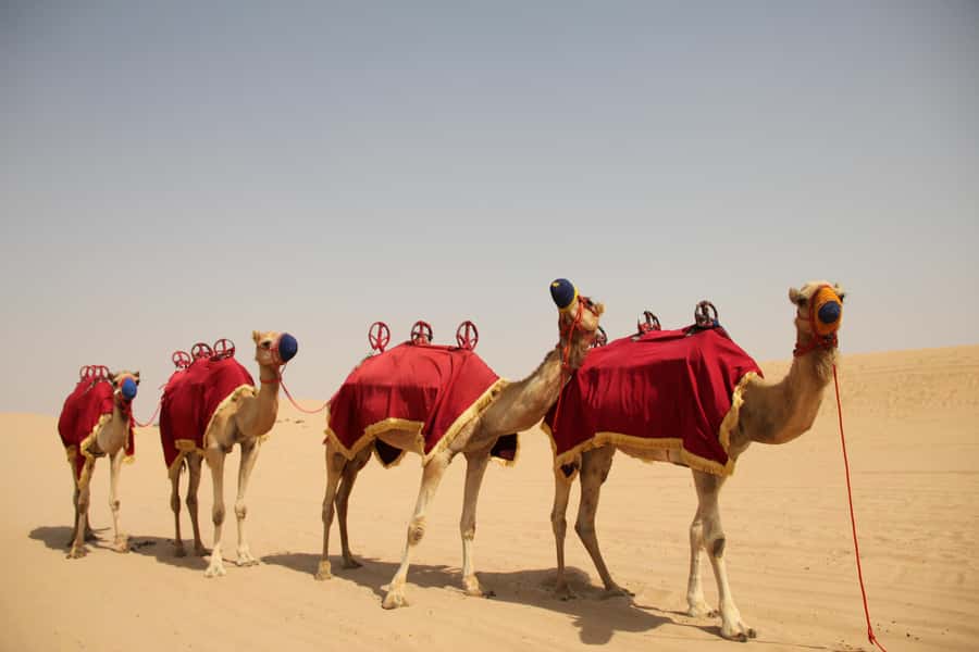 Dubai: Bedouin Camp, Dune Safari, Falcon Show & BBQ Dinner - Key points to know before you book
