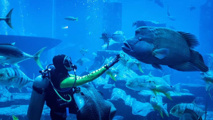 Dubai: City Tour with Iconic Attractions Tickets - The guides and the ride between stops