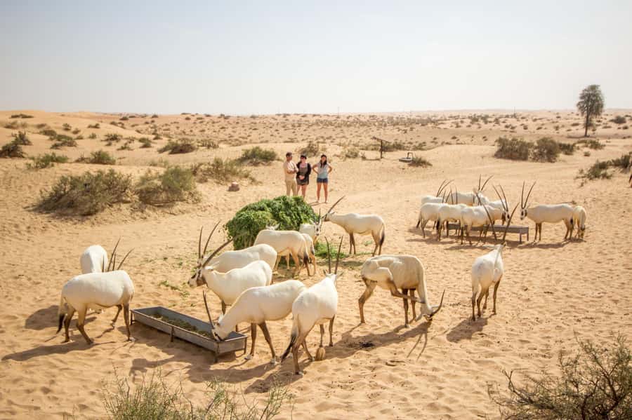 Dubai: Conservation Drive & Platinum Breakfast - A calm start beyond Dubai’s high-rises