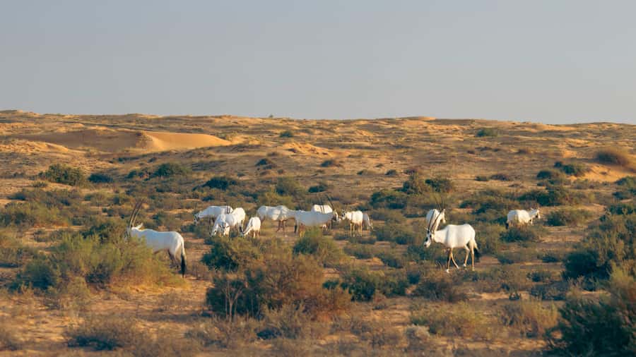 Dubai: Conservation Drive & Platinum Breakfast - Timing, comfort, and small-group details