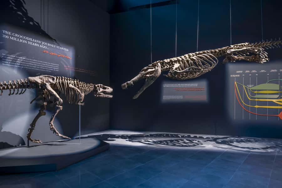 Dubai Crocodile Park Ticket - What the educator-led visit adds