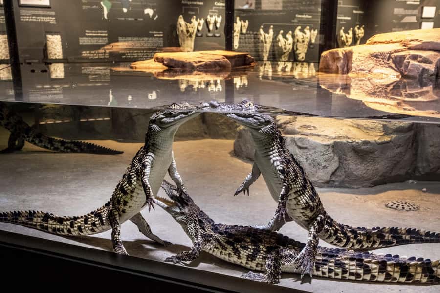 Dubai Crocodile Park Ticket - Seeing the park from several angles