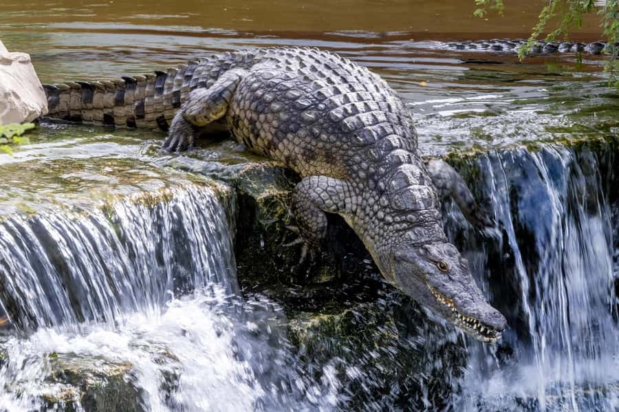 Dubai Crocodile Park Ticket - Timing your visit around feeding