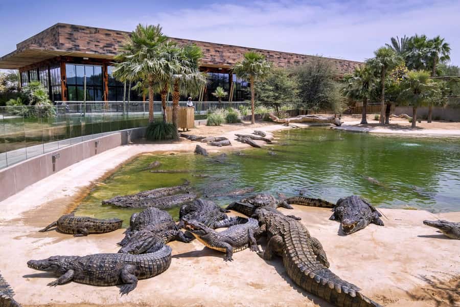 Dubai Crocodile Park Ticket - Is the $17 ticket good value?
