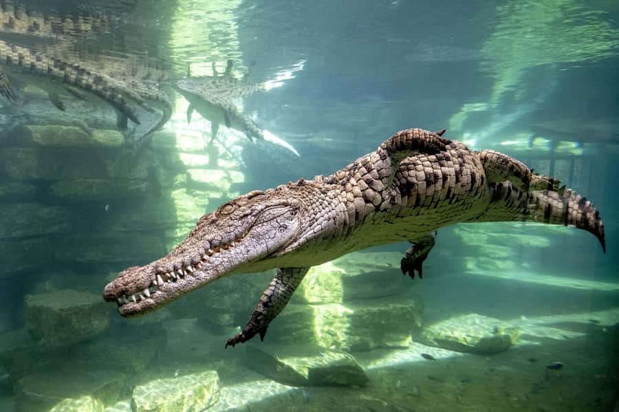 Dubai Crocodile Park Ticket - Following 200 million years at the museum