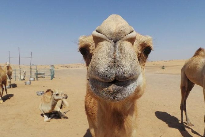 Dubai Desert Afternoon Quad Safari with Camel Ride, BBQ Dinner and Belly Dancing - A camel ride with modest expectations
