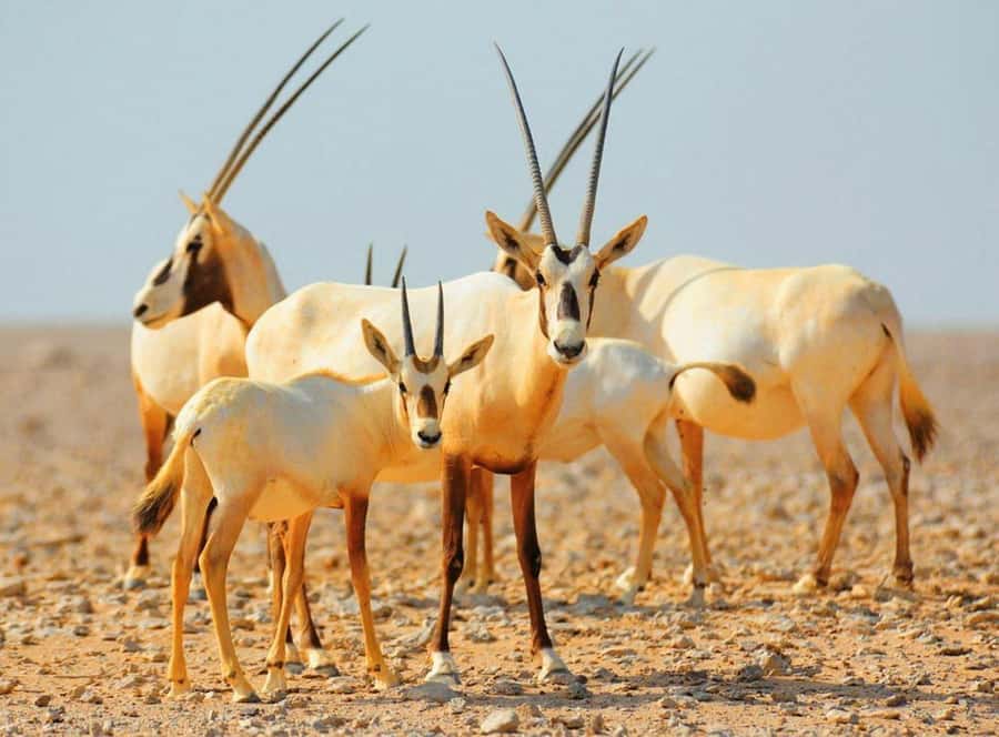 Dubai Desert Morning Drive with Wildlife Experience - Key points to know before booking