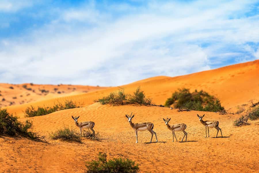Dubai Desert Morning Drive with Wildlife Experience - Sandboarding before the heat builds