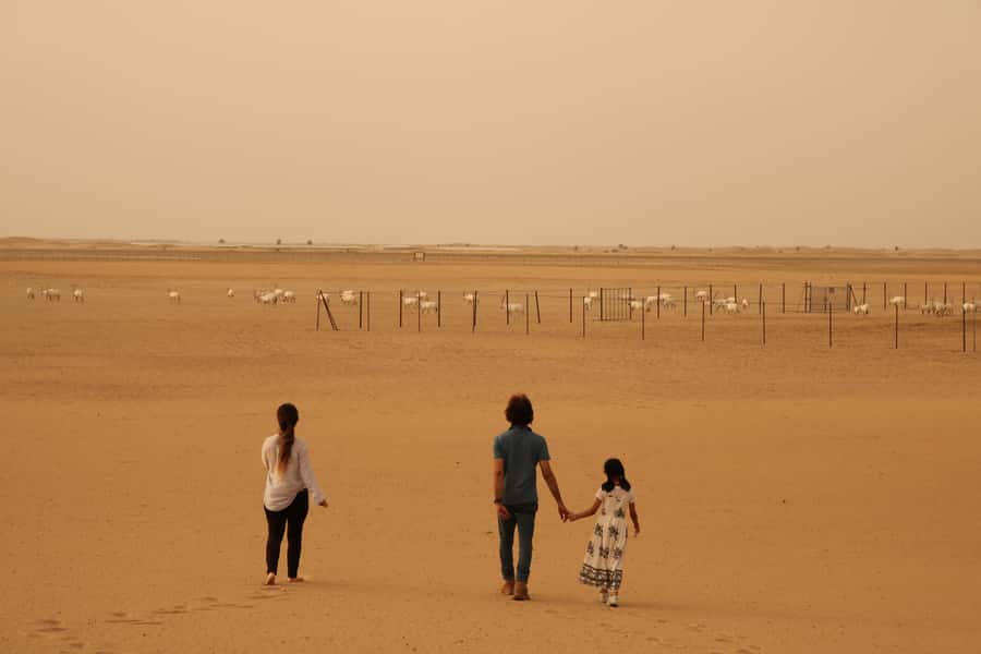 Dubai Desert Morning Drive with Wildlife Experience - Oryx, gazelles, and the limits of the wildlife stop