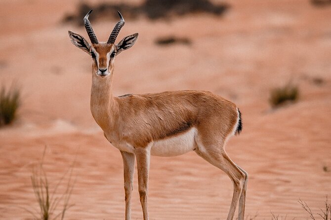 Dubai Desert Safari: Camel Ride, Sandboarding, BBQ & House Drinks - Camel riding and sandboarding at the camp