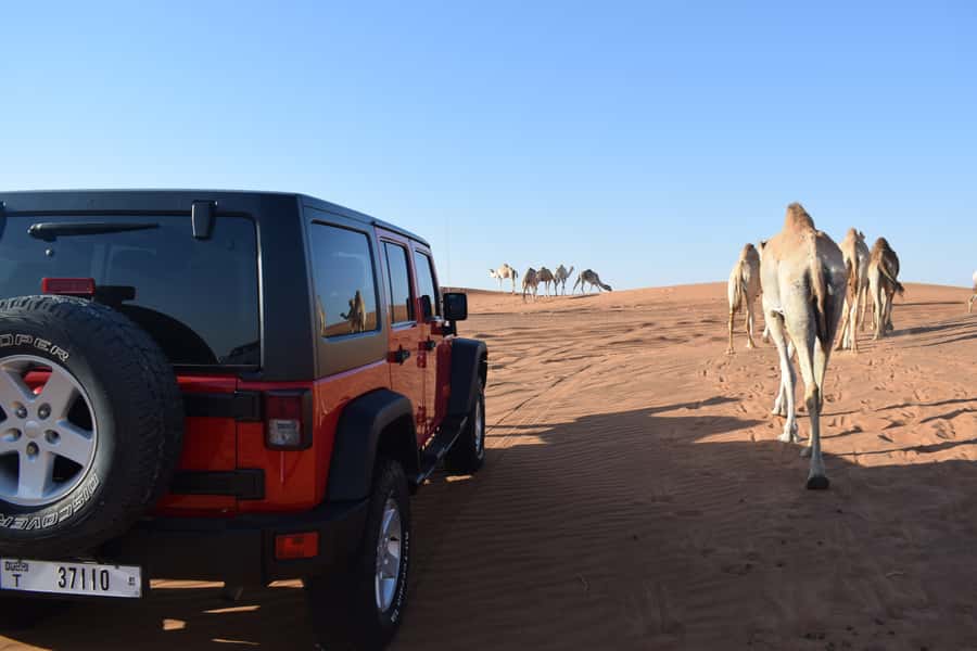 Dubai: Desert Safari, Quad Bike, Camel Ride and Sandboarding - What to wear and what to leave behind