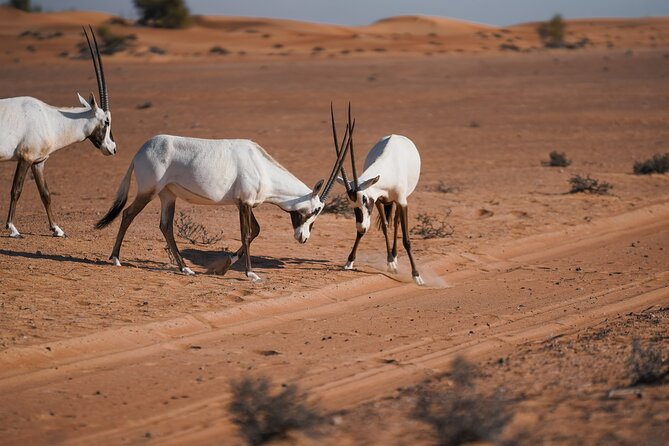 Dubai Desert Safari Thrill: Camel Ride, Live shows, BBQ & Spirits - Camel riding and sandboarding