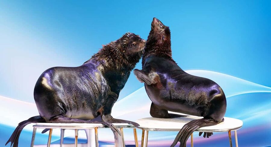 Dubai: Dubai Dolphinarium Dolphin, Seal & Bird Show Tickets - The exotic bird show after the marine animals