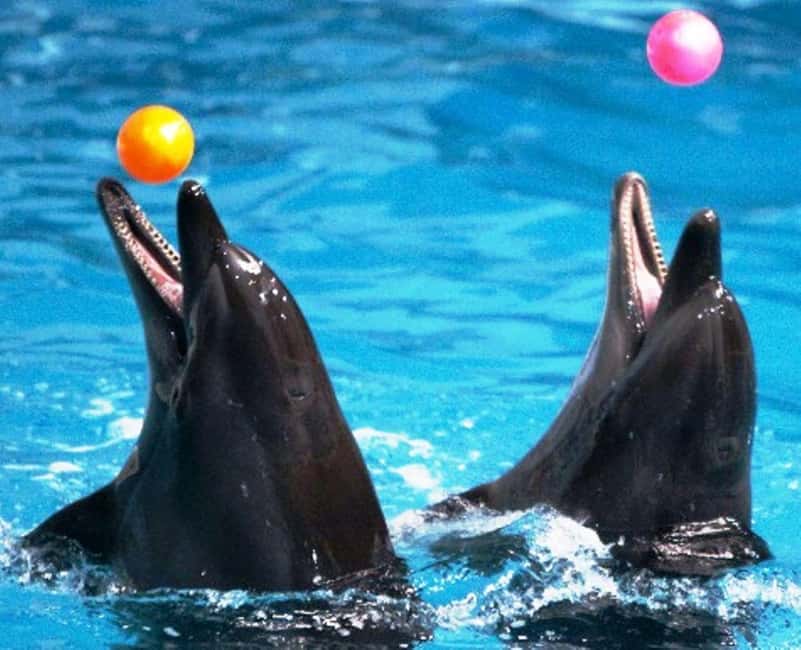 Dubai: Dubai Dolphinarium Dolphin, Seal & Bird Show Tickets - Family comfort and practical details